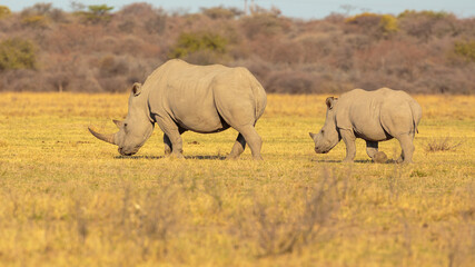 Fototapeta premium White rhinoceros (Ceratotherium simum) mother with calf in late afternoon light