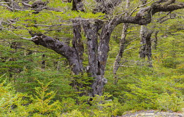 Jagged trees in a forest of northern Patagonia