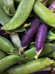 Fresh green and red shell peas in pods closeup, top view.