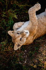 Young baby lion in wildlife. Safari