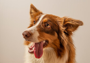 funny Australian Shepherd dog photographed at home