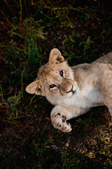 Young baby lion in wildlife. Safari
