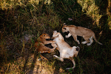 Obraz premium Young baby lion in wildlife. Safari