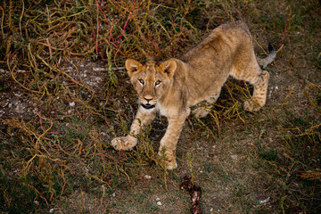 Young baby lion in wildlife. Safari