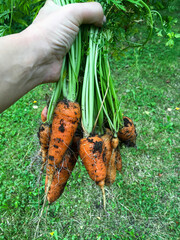 Hand holding a bunch of fresh dirty carrots 