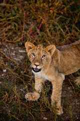 Obraz na płótnie Canvas Young baby lion in wildlife. Safari