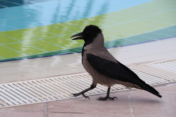 Wild crow on the background of a coloured swimming pool