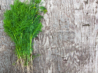 Bunch of fresh green dill on grey vintage background.
