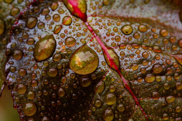 Close up macro drops on leaf, horizontal orientation