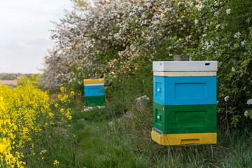 Beehives in an orchard, Blooming apple trees, colorful flowers on a fruit tree, pollinated by bees.