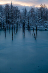 美瑛町 青い池 冬の夜明け