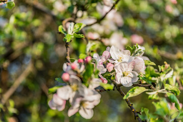 Blooming apple trees, colorful flowers on a fruit tree, pollinated by bees. Spring in the countryside.