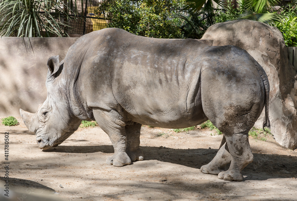 Wall mural white rhinoceros at the zoo