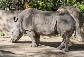 Naklejka premium white rhinoceros at the zoo