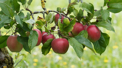 Close up on Beautiful red apples hanging from the branches full with green leaves of an apple tree...