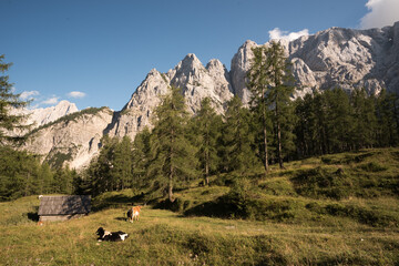 Mountain landscape with cows, Julian Alps, Slovenia