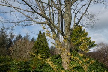 Yellow Winter Flowers on a Witch Hazel Shrub (Hamamelis x intermedia 'Pallida') Growing in a Country Cottage Garden in Rural Devon, England, UK