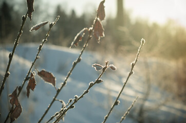 Branches covered with frost.Winter sun at sunset in the cold.