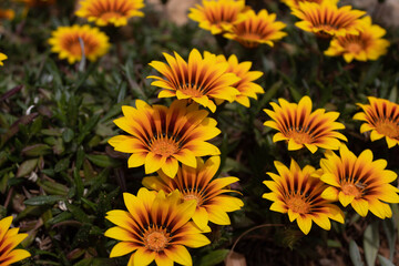 conjunto de flores amarilas y naranja