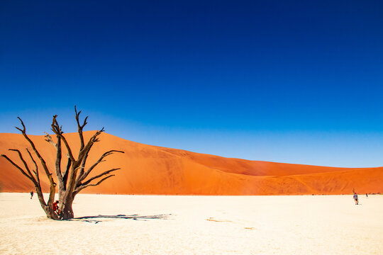 tree in the desert © anita