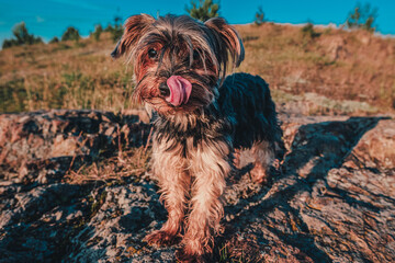 yorkshire terrier on the rocks