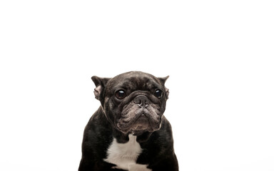 image of dog white background