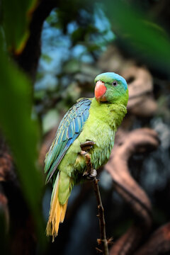 Blue-naped parrot, Tanygnathus lucionensis, vertical photo of colorful parrot, native to Philippines. Green parrot with red beak and light blue rear crown, isolated against blurred jungle background.