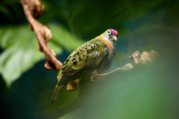 Superb fruit dove, Ptilinopus superbus, colorful dove native to  the rainforests of New Guinea, Australia, Solomon Islands, the Philippines and Sulawesi. Bird in captivity.