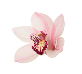 Pink orchid. Lovely tropical flower isolated on white. Save path.