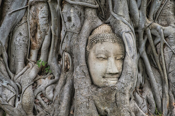 Fototapeta na wymiar buddha head in the roots