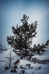 tree in snow