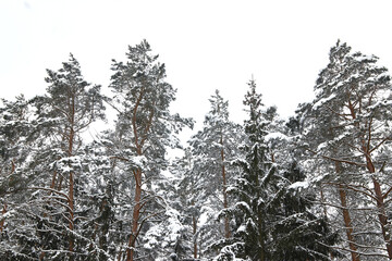 Christmas trees in the snow in winter in the forest