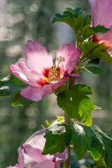detail a group of colorful pink Hibiscus Syriacus flowers and petals with open blossoms.