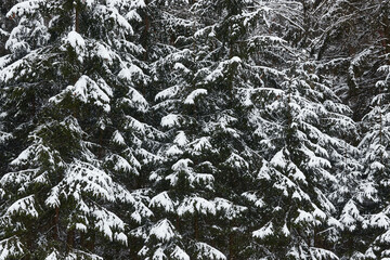 Christmas trees in the snow in winter in the forest