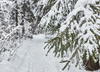 Spruce in the snow