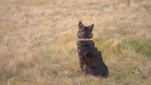 A Black Mudi dog sitting and sniffing in the wind 