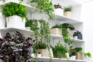 Fototapeta na wymiar Indoor plants in the interior, hobbies, many different home flowers in the room on a shelf against the background of a white wall