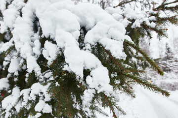 Spruce in the snow