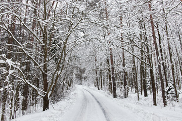 Winter road and forest in snow