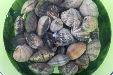 raw clams as sea food ingredient