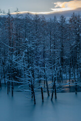 美瑛町 青い池 冬の夜明け
