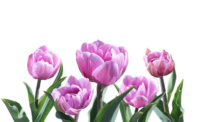 Several pink tulips isolated on white background
