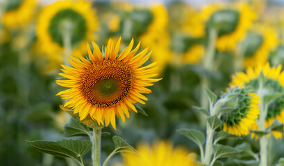 Bright yellow sunflowers against a blue sky with clouds. Field of sunflowers on a summer day