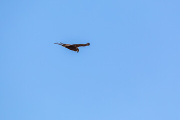 Marsh harrier