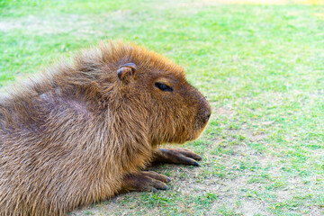 Capybara is relaxing in the grass.