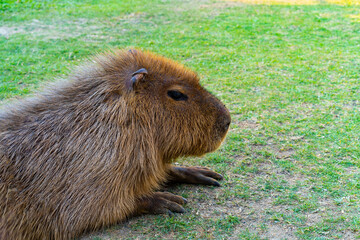 Capybara is relaxing in the grass.