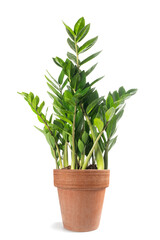 Zanzibar gem   plant in vase