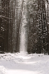 Mysterious and dark pine tree forest with path illuminated by the sun during winter time