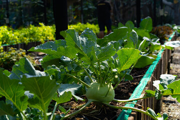 Organic vegetables grown on a farm.
