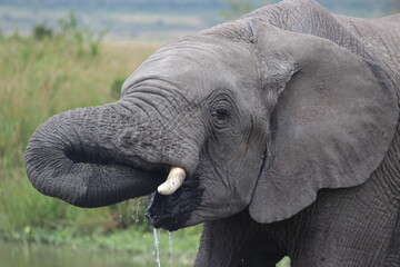 Naklejka premium Masai Mara tusker 